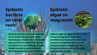 Epibiotic
bacteria
on coral
reefs
Epibiotic
algae on
seagrasses
Epibiotic bacteria are bacteria that live
on the surface of coral reefs. These
bacteria play a crucial role in the health
and survival of the coral. They provide
nutrients to the coral through nitrogen
fixation and also produce antibiotics
that help protect the coral from disease.
Epibiotic algae are algae that live on the
surface of seagrasses. These algae
contribute to primary production in the
ecosystem by photosynthesizing and
producing organic compounds. They
also provide shelter and food for small
invertebrates and fish.
 