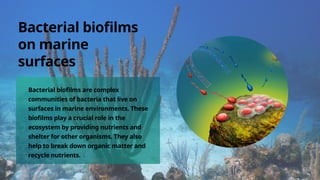 Bacterial biofilms
on marine
surfaces
Bacterial biofilms are complex
communities of bacteria that live on
surfaces in marine environments. These
biofilms play a crucial role in the
ecosystem by providing nutrients and
shelter for other organisms. They also
help to break down organic matter and
recycle nutrients.
 
