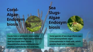 Coral-
Algae
Endosym
biosis
Sea
Slugs-
Algae
Endosym
biosis
Corals have a symbiotic relationship
with single-celled algae (zooxanthellae)
that live inside their tissues.
Zooxanthellae photosynthesize and
produce nutrients for the coral host.
Some species of sea slugs (Elysia spp.)
have photosynthetic algae
(Chloroplastida) in their cells, which
provide them with nutrients.
 