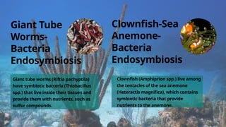 Giant Tube
Worms-
Bacteria
Endosymbiosis
Clownfish-Sea
Anemone-
Bacteria
Endosymbiosis
Giant tube worms (Riftia pachyptila)
have symbiotic bacteria (Thiobacillus
spp.) that live inside their tissues and
provide them with nutrients, such as
sulfur compounds.
Clownfish (Amphiprion spp.) live among
the tentacles of the sea anemone
(Heteractis magnifica), which contains
symbiotic bacteria that provide
nutrients to the anemone.
 