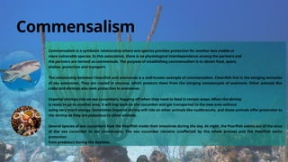 Commensalism is a symbiotic relationship where one species provides protection for another less mobile or
more vulnerable species. In this association, there is no physiological interdependence among the partners and
the partners are termed as commensals. The purpose of establishing commensalism is to obtain food, space,
shelter, protection and transport.
The relationship between Clownfish and anemones is a well-known example of commensalism. Clownfish live in the stinging tentacles
of sea anemones. They are coated in mucous, which protects them from the stinging nematocysts of anemone. Other animals like
crabs and shrimps also seek protection in anemones.
Imperial shrimps ride on sea cucumbers, hopping off when they need to feed in certain areas. When the shrimp
is ready to go to another area, it will hop back on the cucumber and get transported to the new area without
using very much energy. Sometimes Imperial shrimp will ride on other animals like nudibranchs, and these animals offer protection to
the shrimp as they are poisonous to other animals.
Several species of sea cucumbers host the Pearlfish inside their intestines during the day. At night, the Pearlfish swims out of the anus
of the sea cucumber to eat crustaceans. The sea cucumber remains unaffected by the whole process and the Pearlfish earns
protection
from predators during the daytime.
Commensalism
 