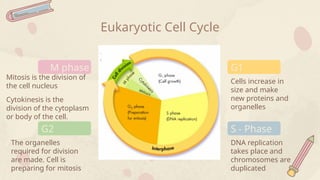 Cells increase in
size and make
new proteins and
organelles
Eukaryotic Cell Cycle
M phase
Mitosis is the division of
the cell nucleus
Cytokinesis is the
division of the cytoplasm
or body of the cell.
G2
The organelles
required for division
are made. Cell is
preparing for mitosis
G1
S - Phase
DNA replication
takes place and
chromosomes are
duplicated
 