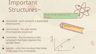 Important
Structures~
These are all important for
mitosis
● Chromatid - each strand of a duplicated
chromosome
● Centromere - the area where
chromosomes are joined
● Centrioles - tiny structures in the
cytoplasm that help organize the
spindle fibers
● Spindle - a fan like structure that helps
to pull apart the chromatids.
 