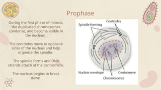 During the first phase of mitosis,
the duplicated chromosomes
condense, and become visible in
the nucleus.
The centrioles move to opposite
sides of the nucleus and help
organize the spindle.
The spindle forms and DNA
strands attach at the centromere.
The nucleus begins to break
down
Prophase
 
