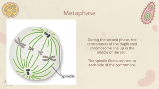 During the second phase, the
centromeres of the duplicated
chromosome line up in the
middle of the cell.
The spindle fibers connect to
each side of the centromere.
Metaphase
 
