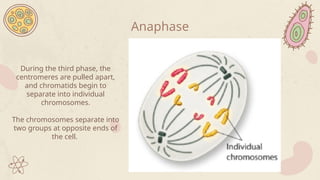 During the third phase, the
centromeres are pulled apart,
and chromatids begin to
separate into individual
chromosomes.
The chromosomes separate into
two groups at opposite ends of
the cell.
Anaphase
 