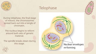 During telophase, the final stage
of mitosis, the chromosomes
spread back out into a tangle of
chromatin.
The nucleus begins to reform
around both sets of genetic
material.
The spindle breaks down during
this stage.
Telophase
 