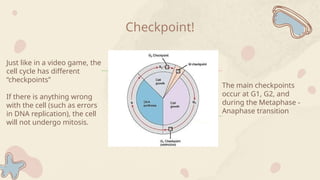 Checkpoint!
The main checkpoints
occur at G1, G2, and
during the Metaphase -
Anaphase transition
Just like in a video game, the
cell cycle has different
“checkpoints”
If there is anything wrong
with the cell (such as errors
in DNA replication), the cell
will not undergo mitosis.
 