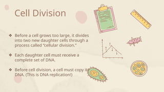 Copy of Mitosis powerpoint presentation.pptx