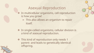 Asexual Reproduction
❖ In multicellular organisms, cell reproduction
is how you grow!
➢ This also allows an organism to repair
itself.
❖ In single-celled organisms, cellular division is
a kind of asexual reproduction.
❖ This kind of reproduction only needs 1
parent- and leads to genetically identical
offspring.
 