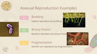 03
Bacteria reproduce by binary fission.
Starfish can reproduce by fragmentation.
02
Fragmentation
01
Asexual Reproduction Examples
Hydras reproduce by budding.
Budding
Binary Fission
 