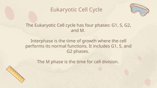 Eukaryotic Cell Cycle
The Eukaryotic Cell cycle has four phases: G1, S, G2,
and M.
Interphase is the time of growth where the cell
performs its normal functions. It includes G1, S, and
G2 phases.
The M phase is the time for cell division.
 