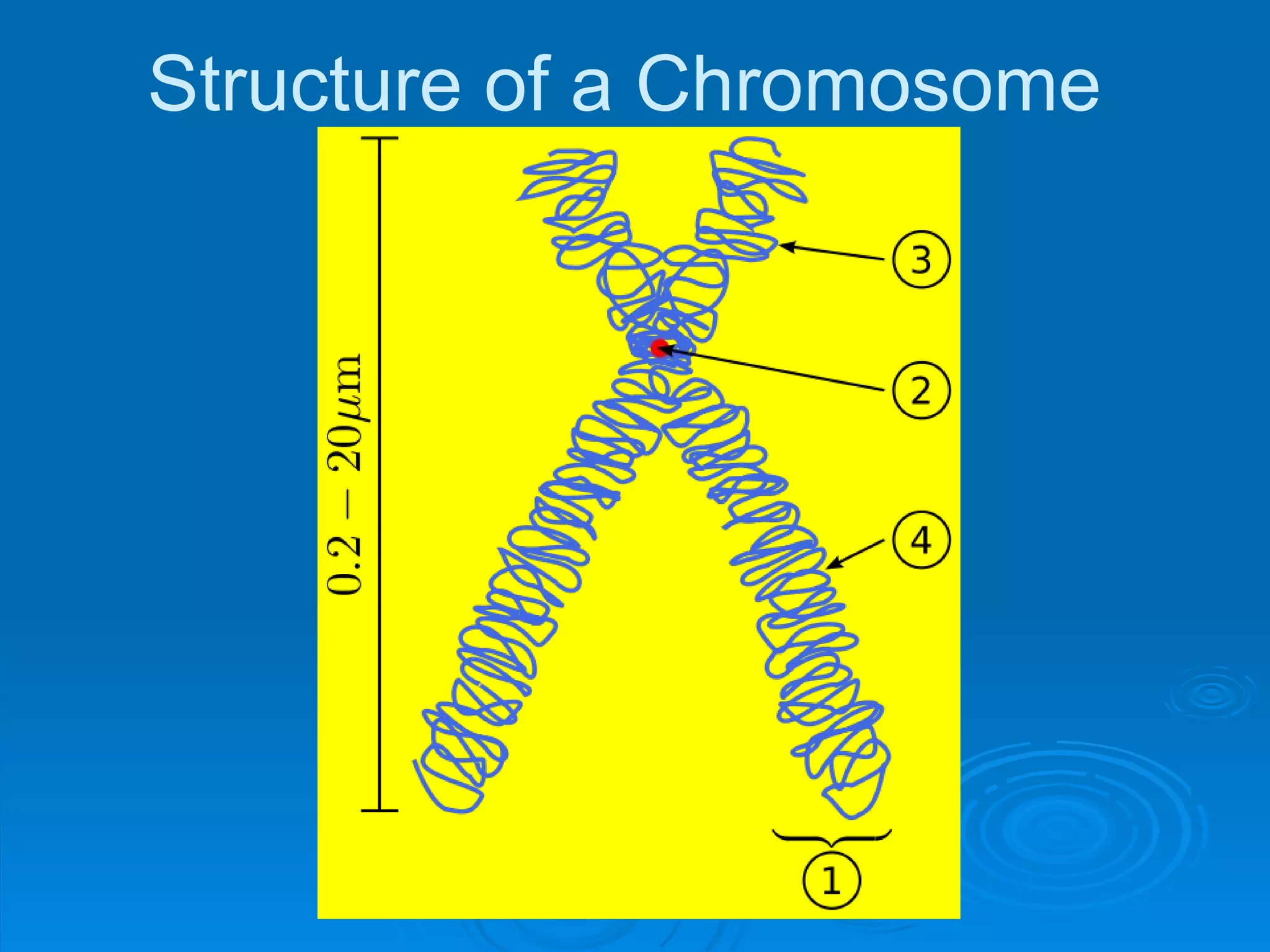 Structure of a Chromosome
 