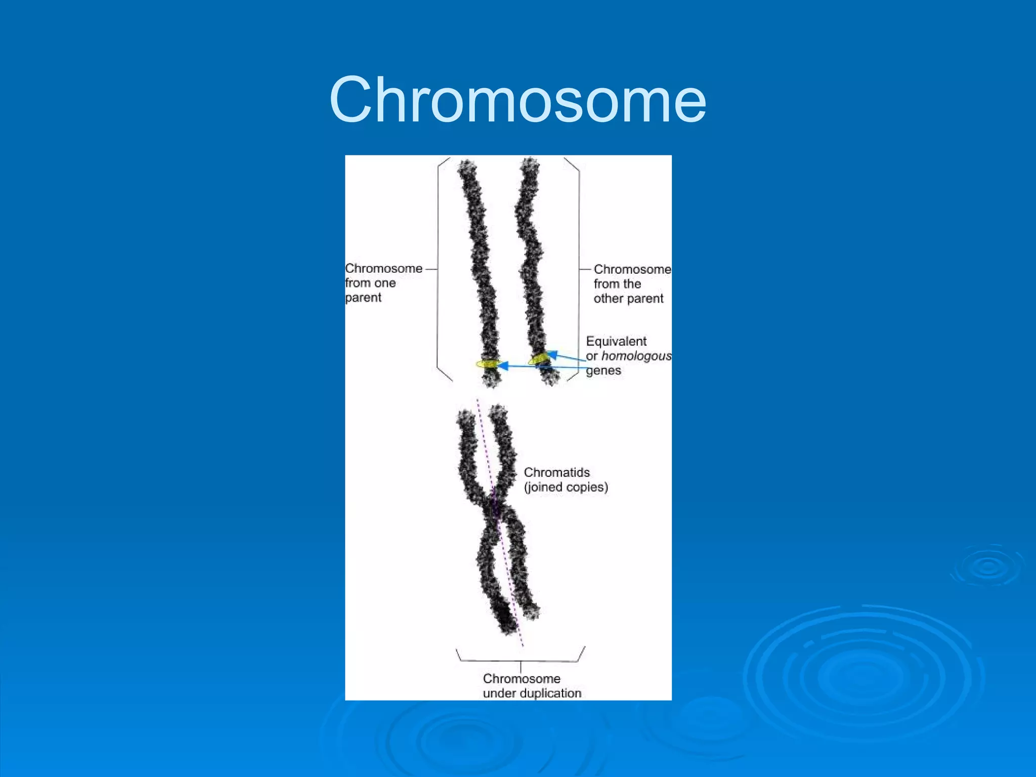 Chromosome
 