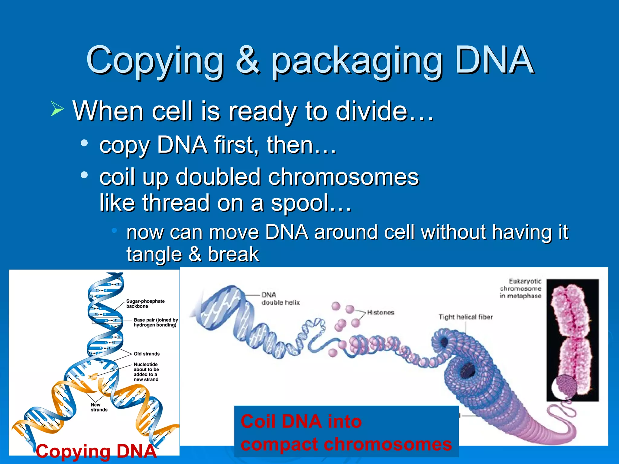Copying & packaging DNA
  When cell is ready to divide…
       copy DNA first, then…
       coil up doubled chromosomes
        like thread on a spool…
        • now can move DNA around cell without having it
          tangle & break




                     Coil DNA into
Copying DNA          compact chromosomes
 