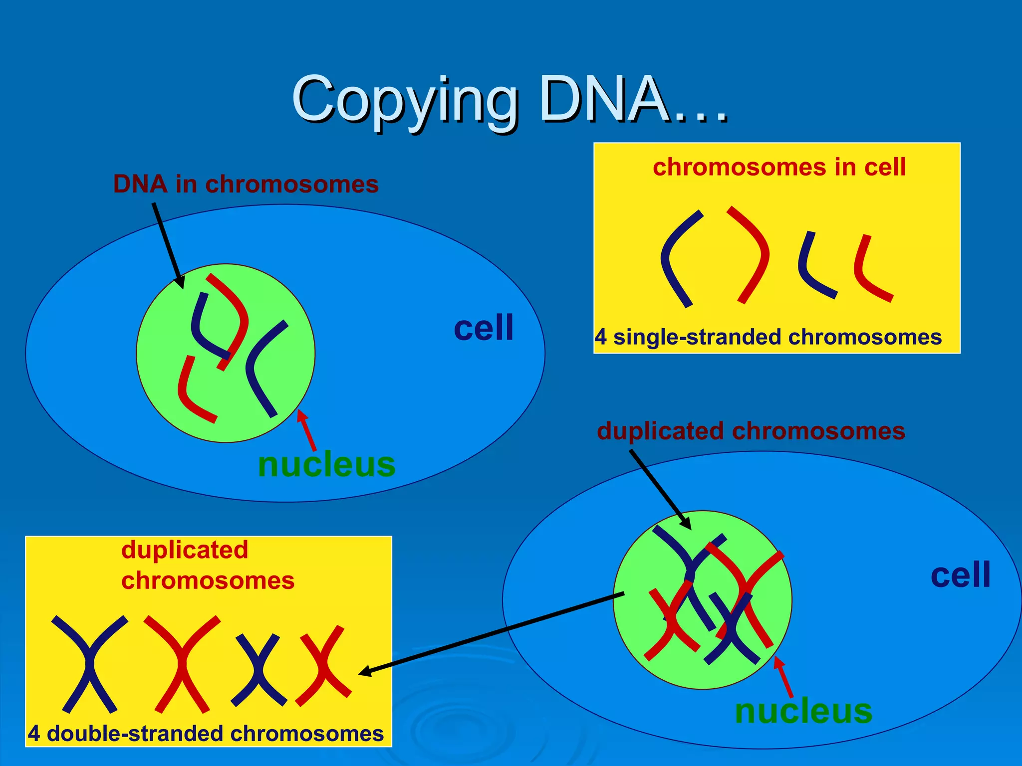 Copying DNA…
                                           chromosomes in cell
      DNA in chromosomes




                                cell   4 single-stranded chromosomes



                                       duplicated chromosomes
                  nucleus

       duplicated
       chromosomes                                                cell



4 double-stranded chromosomes
                                                  nucleus
 