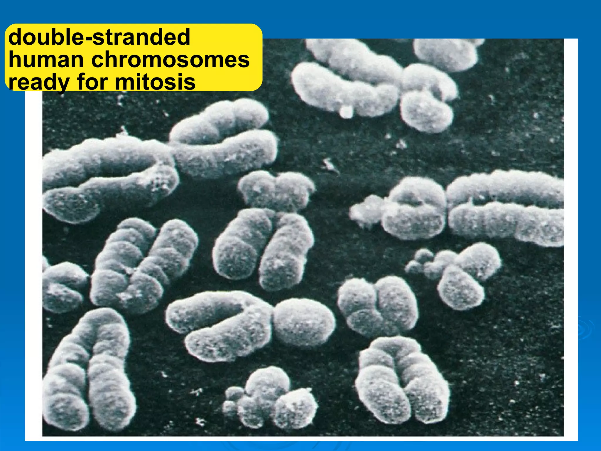 double-stranded
human chromosomes
ready for mitosis
 
