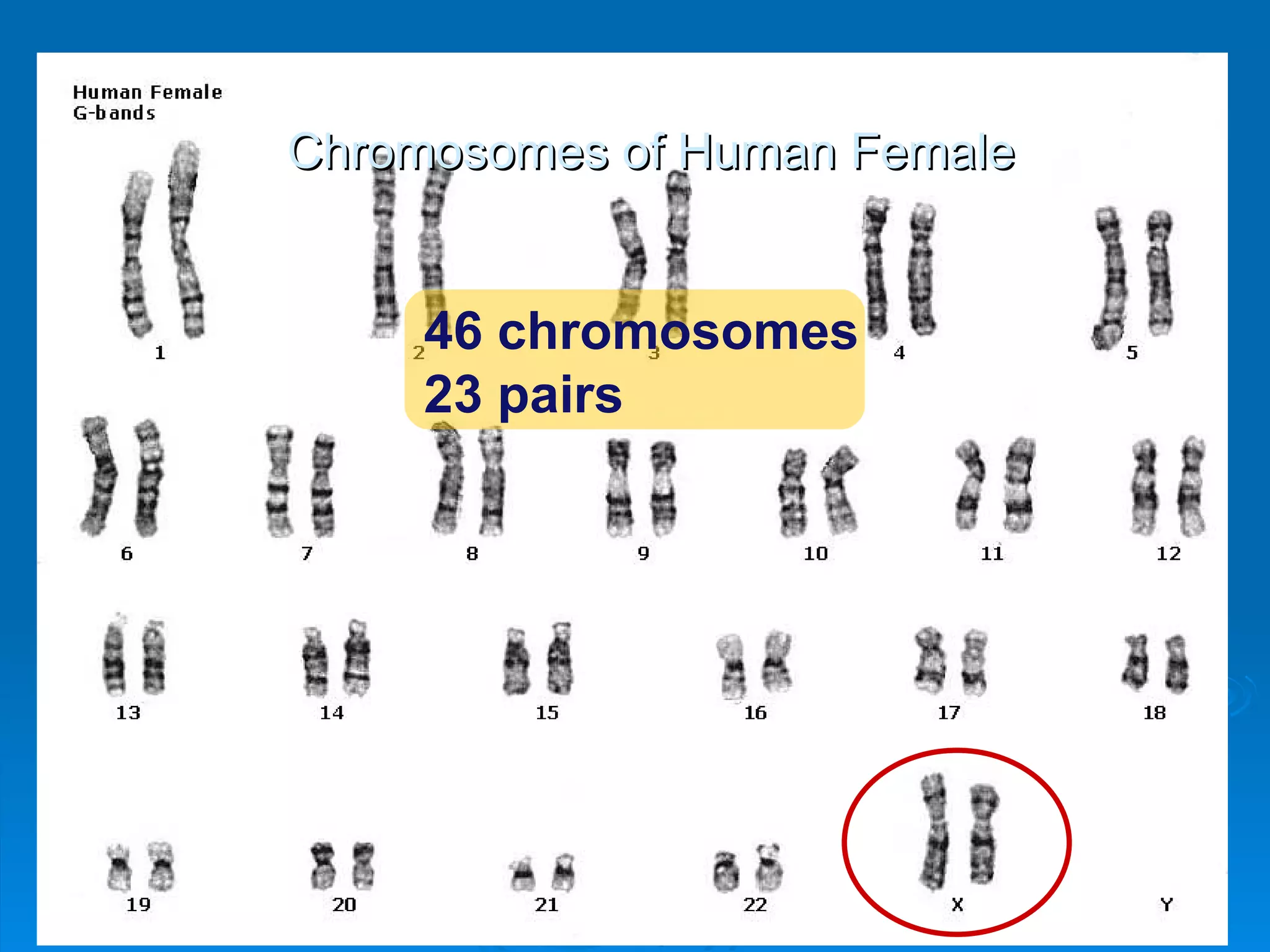 Chromosomes of Human Female


     46 chromosomes
     23 pairs
 