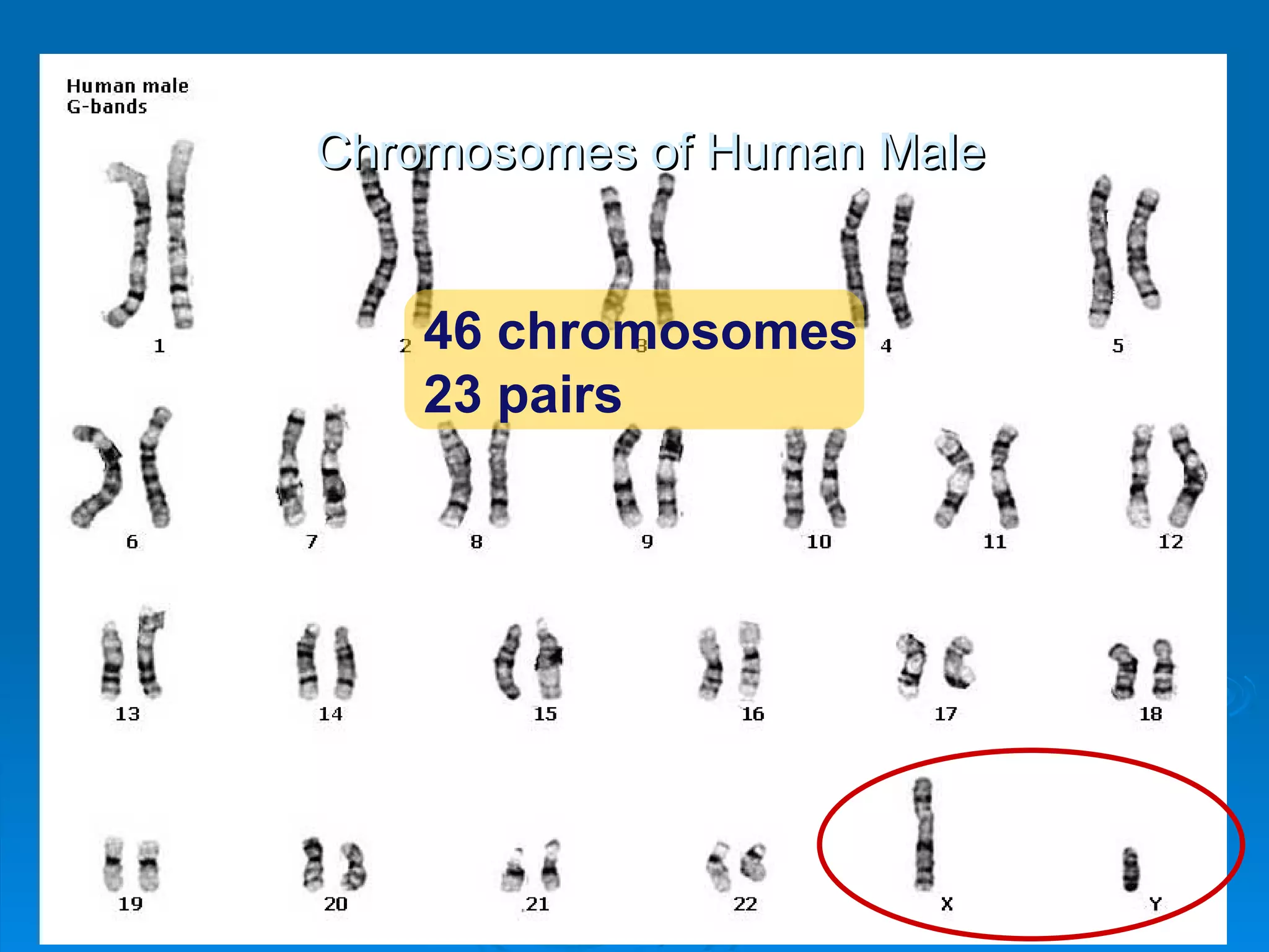 Chromosomes of Human Male


    46 chromosomes
    23 pairs
 