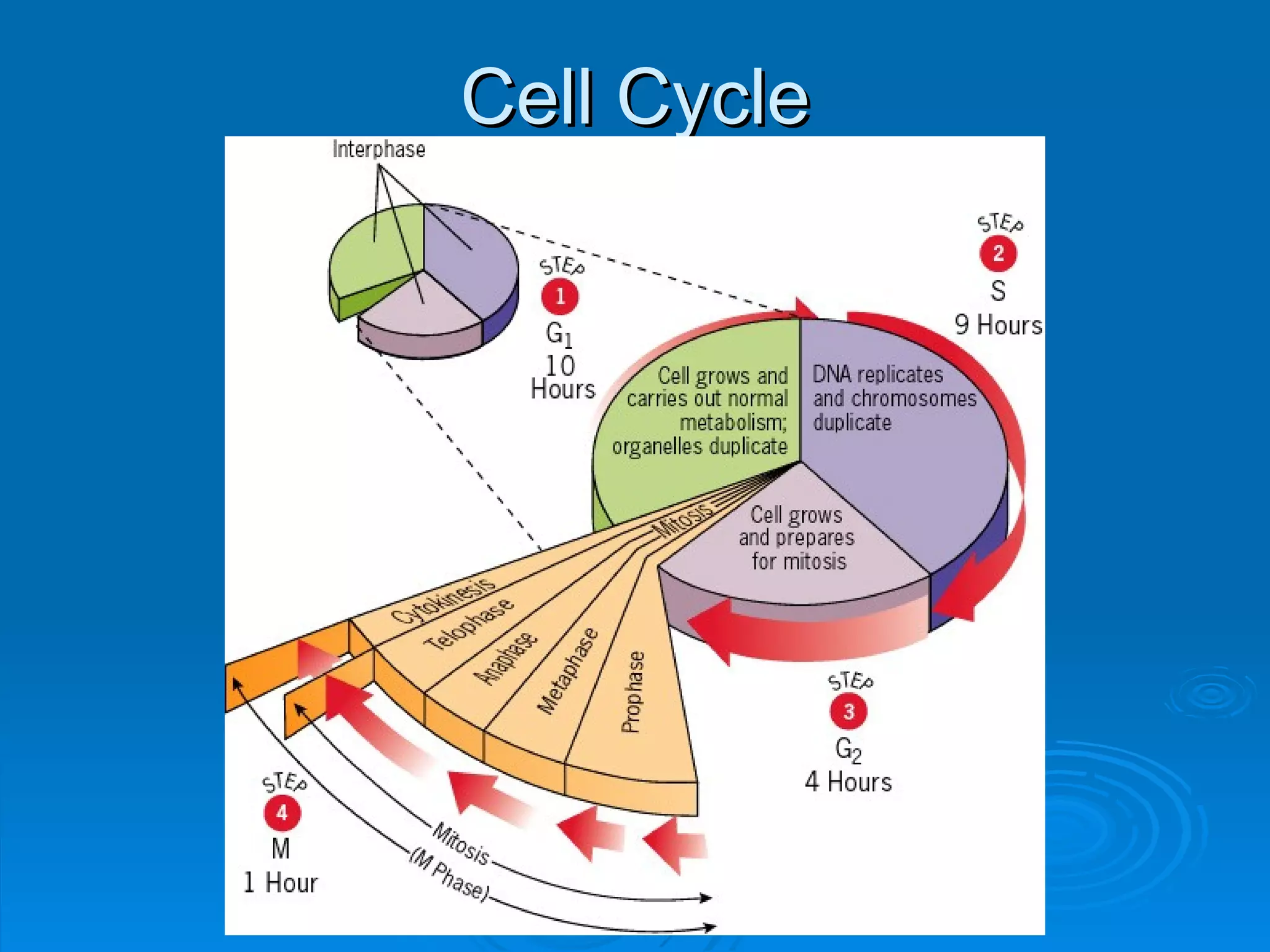 Cell Cycle
 