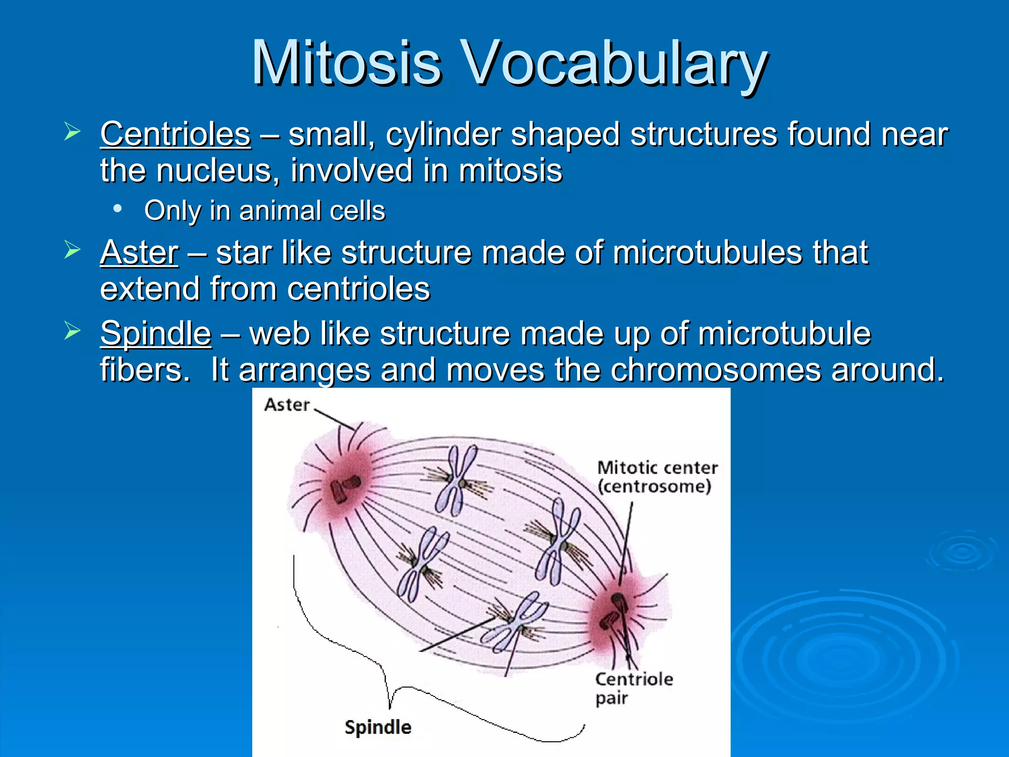 Mitosis Vocabulary
   Centrioles – small, cylinder shaped structures found near
    the nucleus, involved in mitosis
       Only in animal cells
   Aster – star like structure made of microtubules that
    extend from centrioles
   Spindle – web like structure made up of microtubule
    fibers. It arranges and moves the chromosomes around.
 