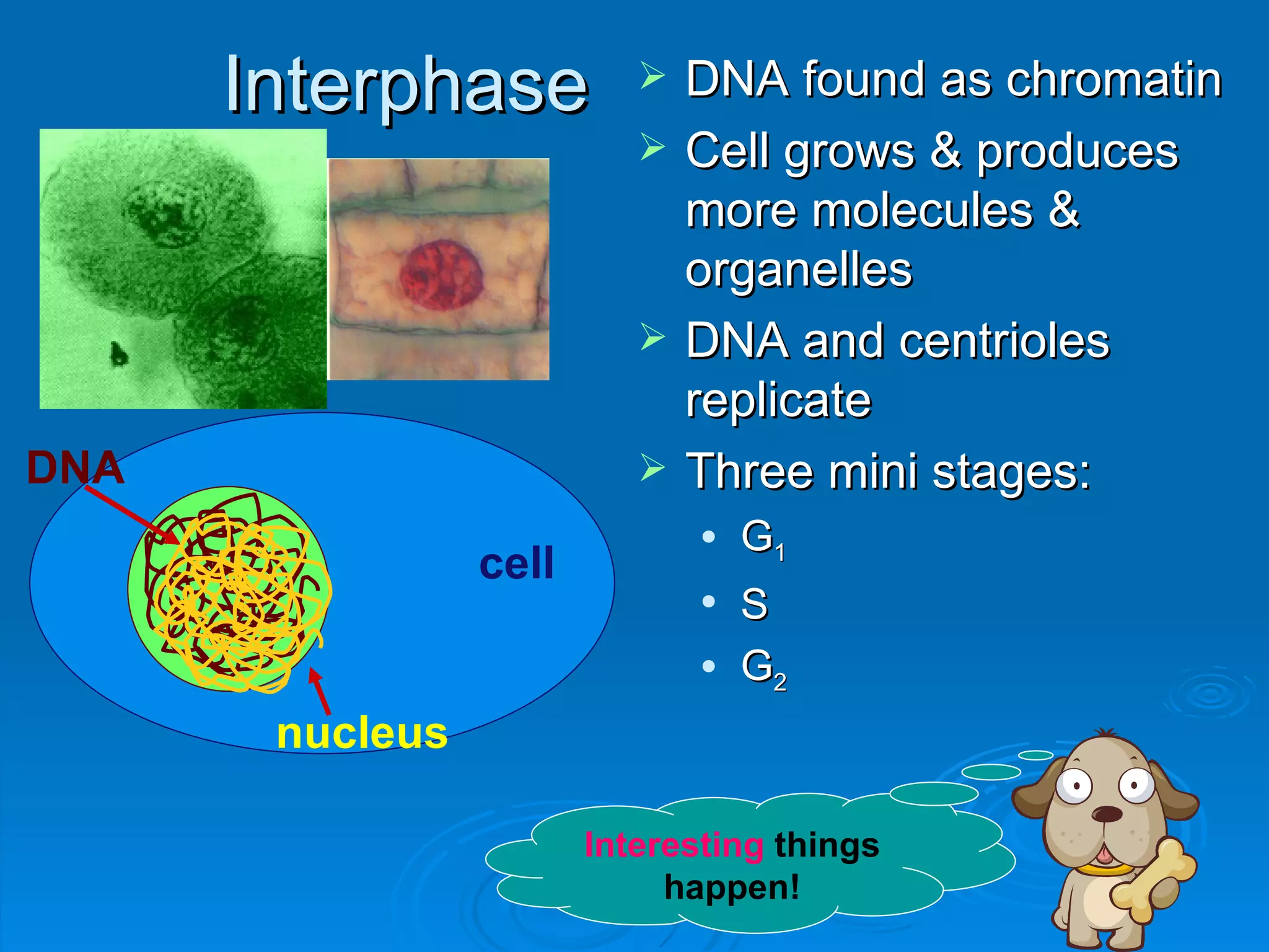 Interphase              DNA found as chromatin
                              Cell grows & produces
                               more molecules &
                               organelles
                              DNA and centrioles
                               replicate
DNA                           Three mini stages:
                                  G1
                 cell
                                  S
                                  G2
       nucleus

                        Interesting things
                             happen!
 