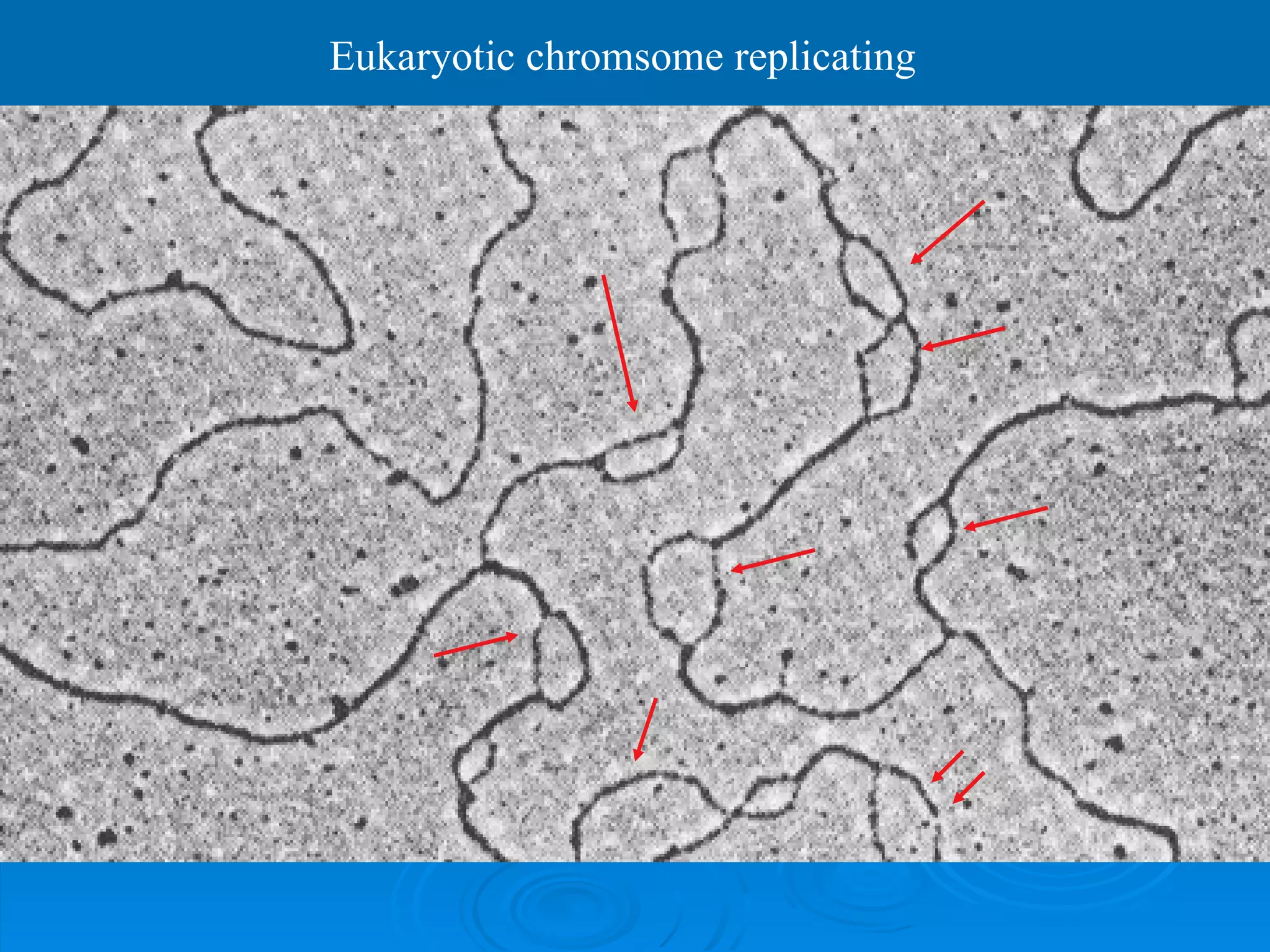 Eukaryotic chromsome replicating
 