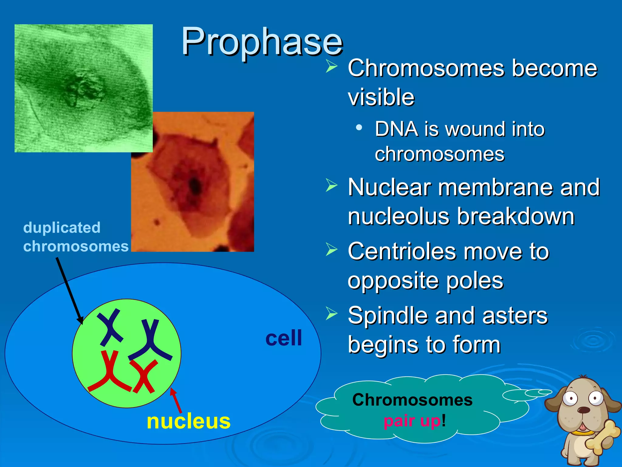 Prophase
                                  Chromosomes become
                                   visible
                                      DNA is wound into
                                       chromosomes
                                  Nuclear membrane and
duplicated
                                   nucleolus breakdown
chromosomes                       Centrioles move to
                                   opposite poles
                                  Spindle and asters
                        cell       begins to form

                                   Chromosomes
              nucleus                 pair up!
 
