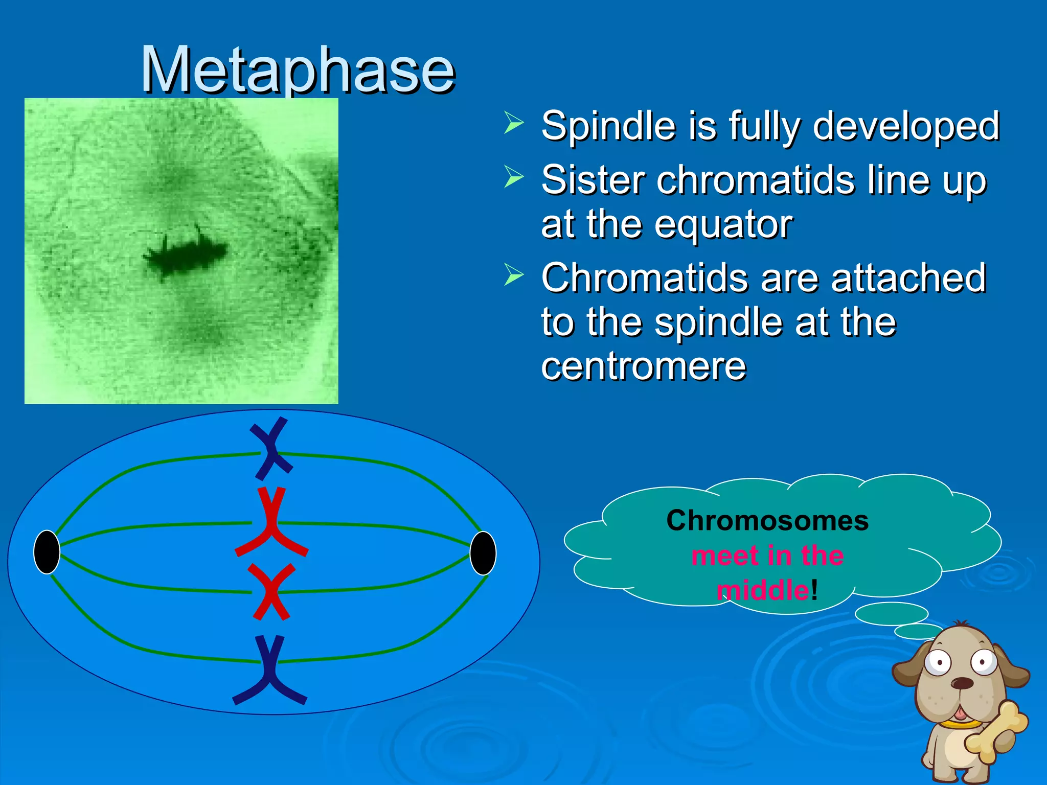 Metaphase
               Spindle is fully developed
               Sister chromatids line up
                at the equator
               Chromatids are attached
                to the spindle at the
                centromere


                       Chromosomes
                        meet in the
                          middle!
 