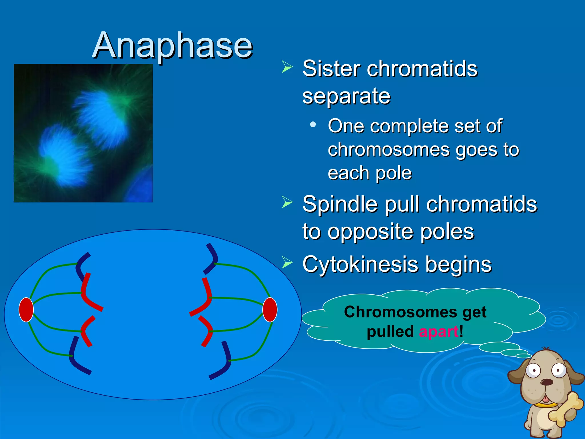 Anaphase      Sister chromatids
               separate
                  One complete set of
                   chromosomes goes to
                   each pole
              Spindle pull chromatids
               to opposite poles
              Cytokinesis begins

                    Chromosomes get
                      pulled apart!
 
