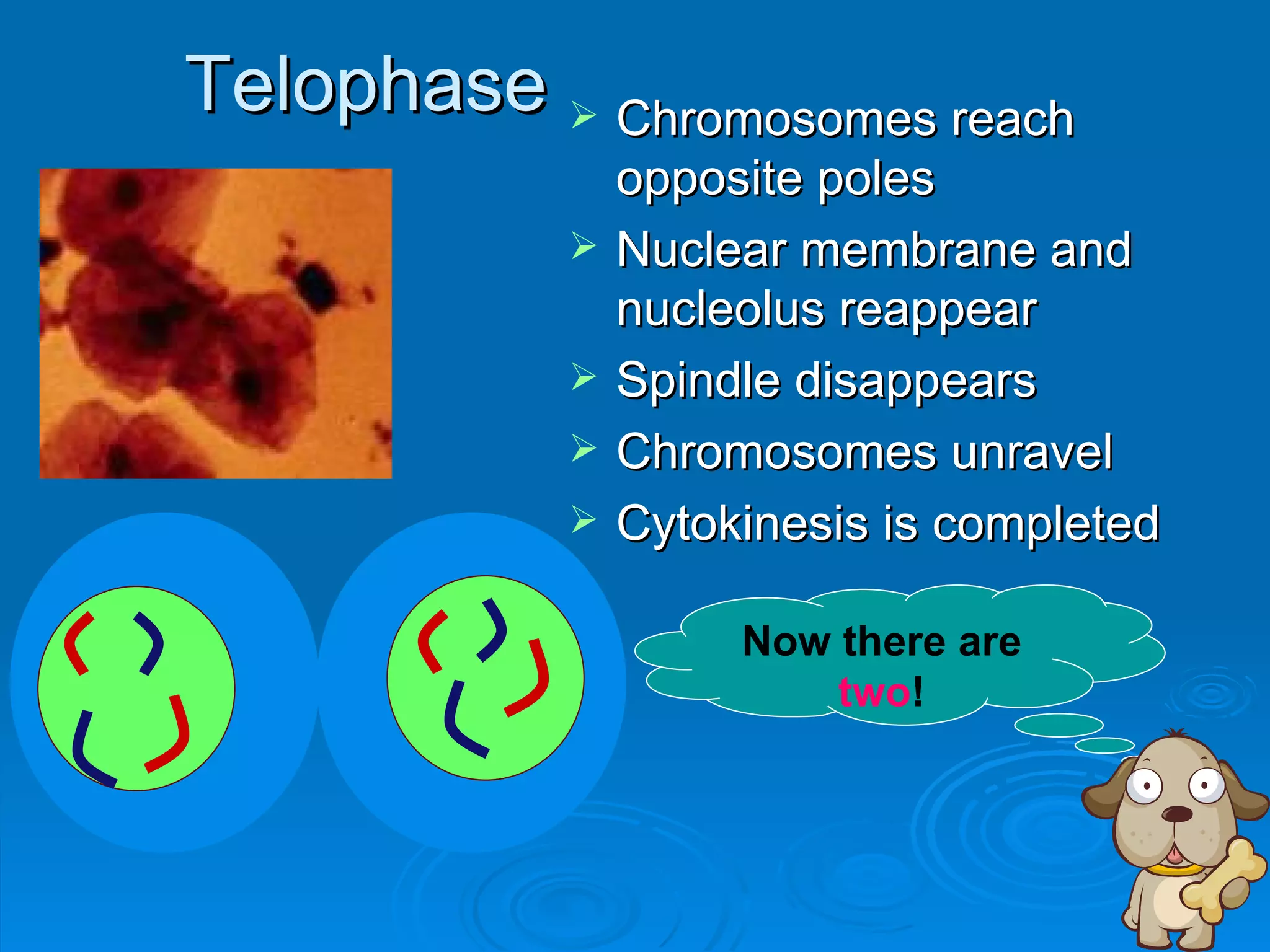 Telophase  Chromosomes reach
                opposite poles
               Nuclear membrane and
                nucleolus reappear
               Spindle disappears
               Chromosomes unravel
               Cytokinesis is completed

                     Now there are
                         two!
 