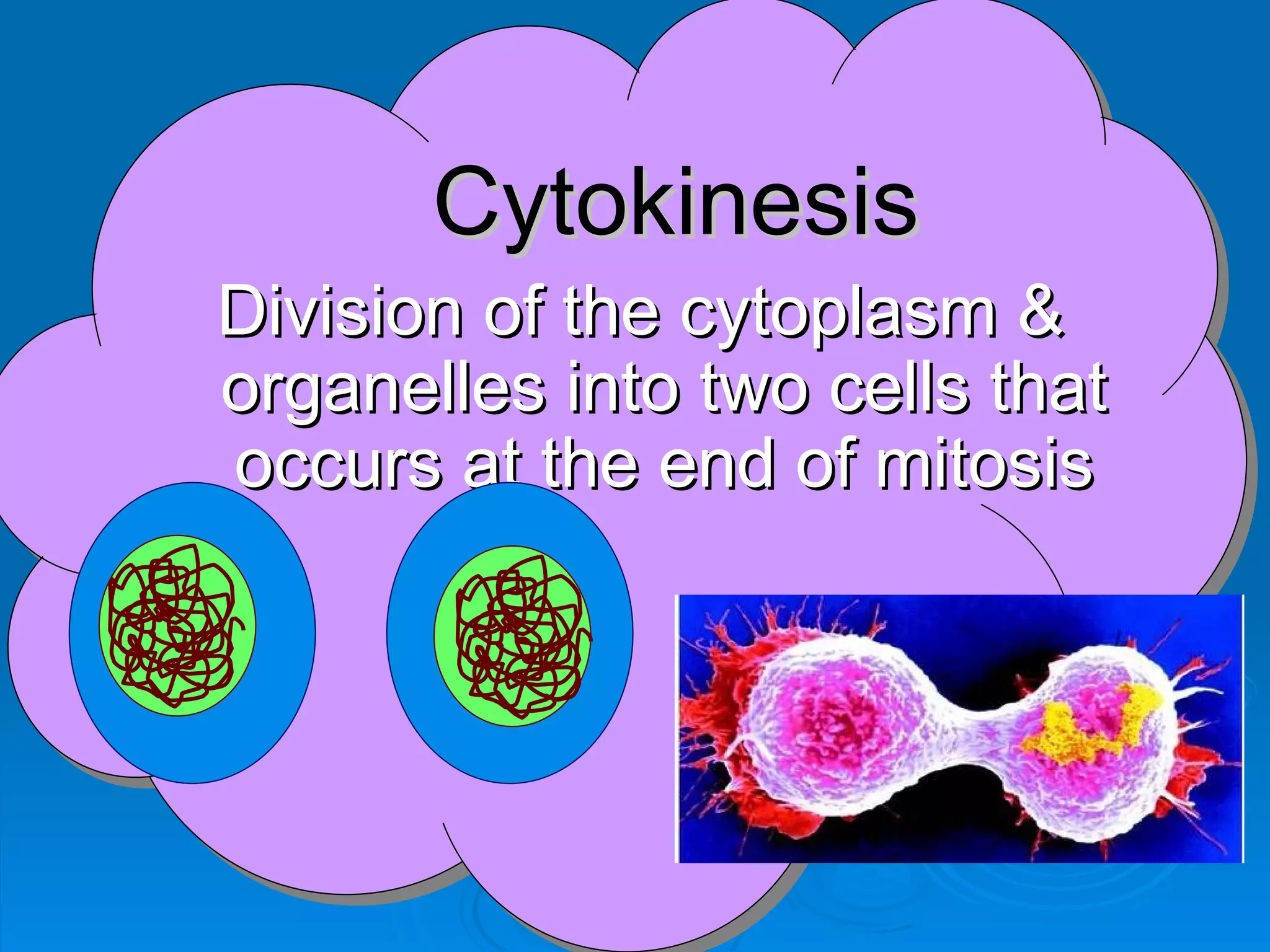 Cytokinesis
Division of the cytoplasm &
organelles into two cells that
occurs at the end of mitosis
 