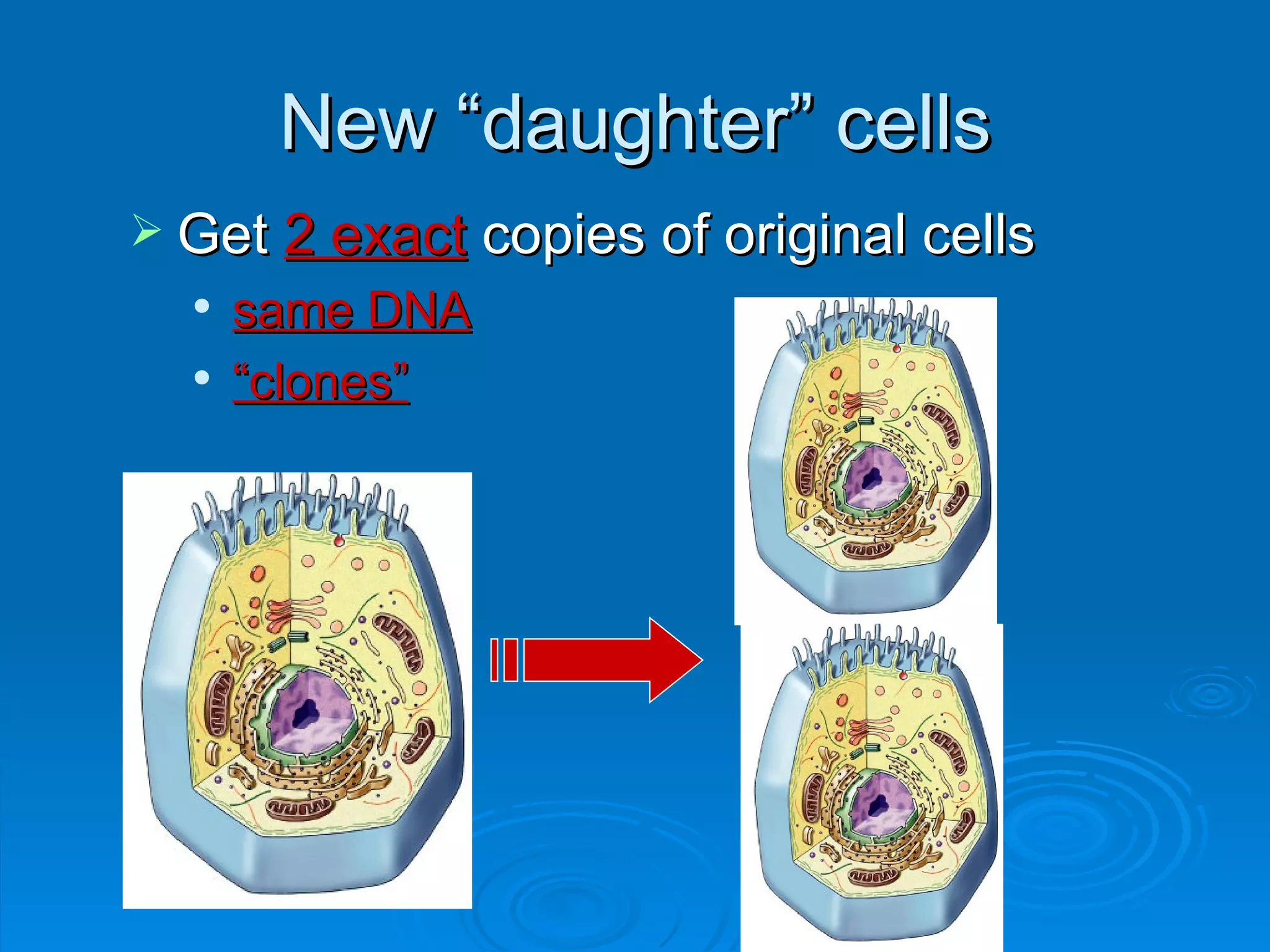 New “daughter” cells
 Get 2 exact copies of original cells
     same DNA
     “clones”
 