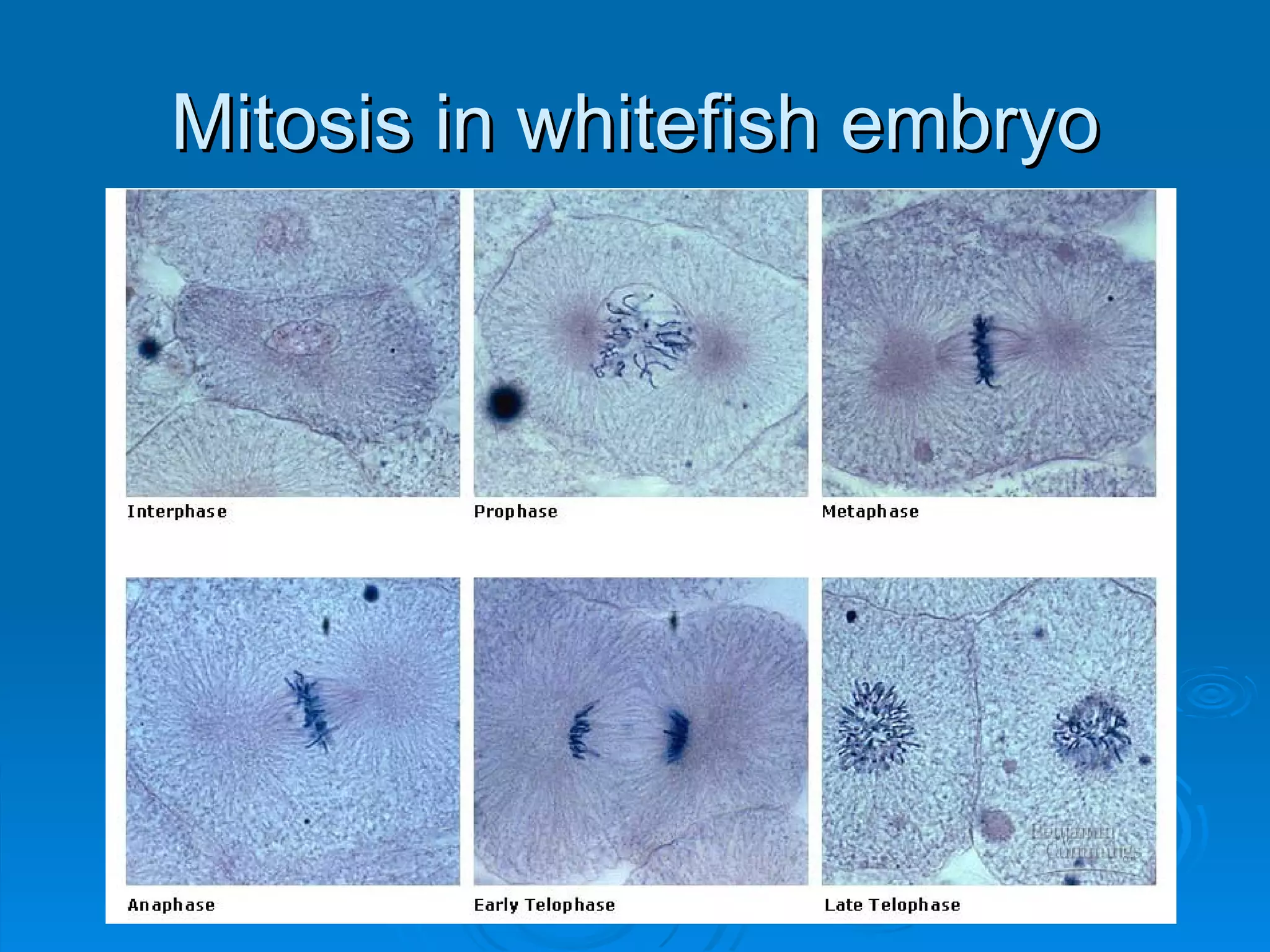 Mitosis in whitefish embryo
 