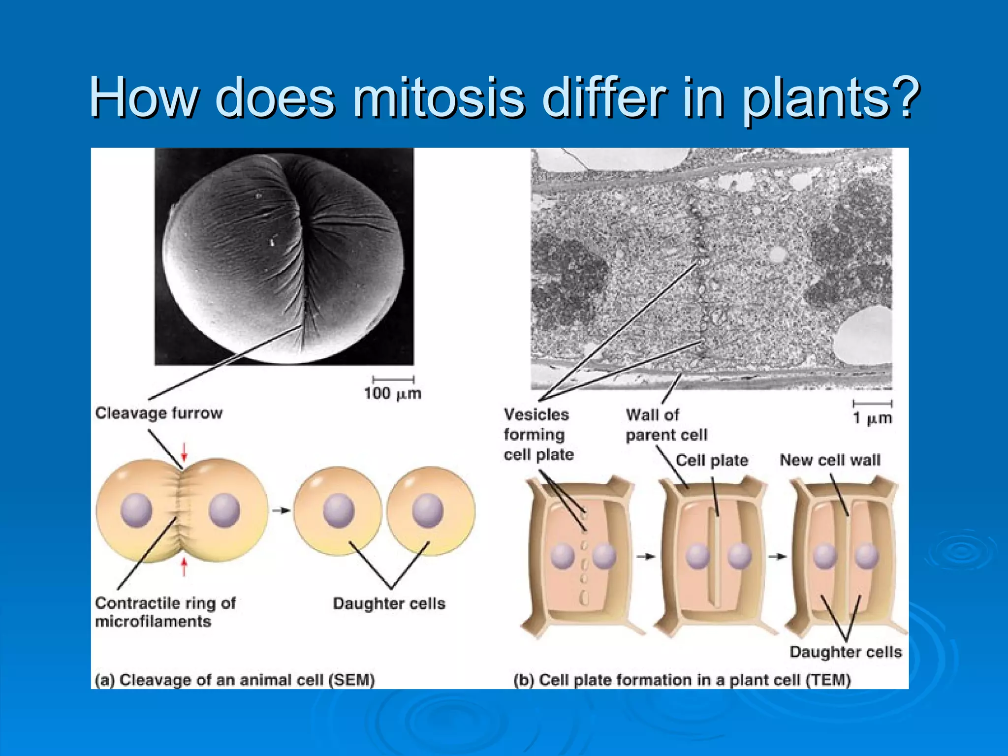 How does mitosis differ in plants?
 