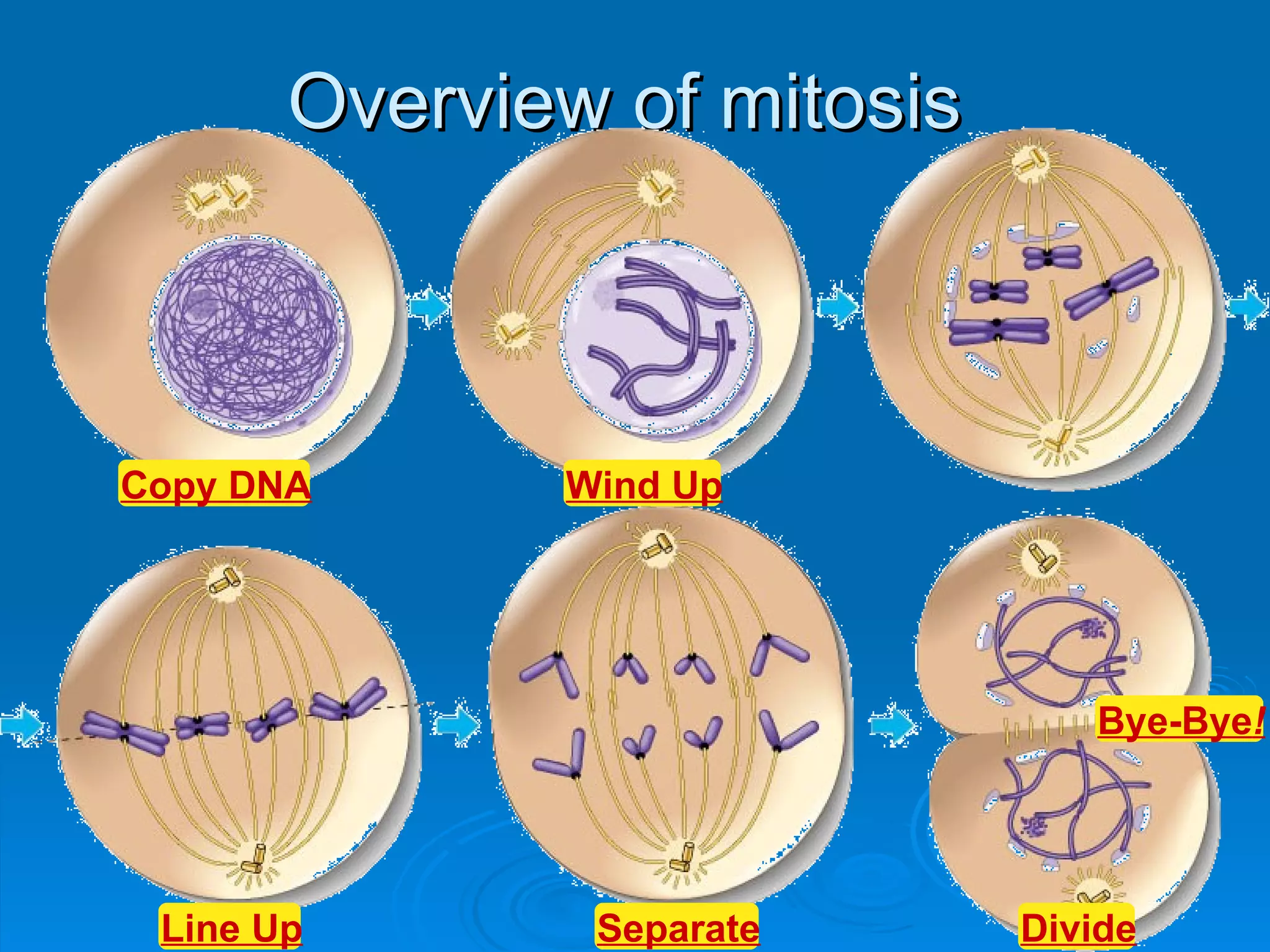 Overview of mitosis



Copy DNA      Wind Up




                                Bye-Bye!




 Line Up       Separate      Divide
 