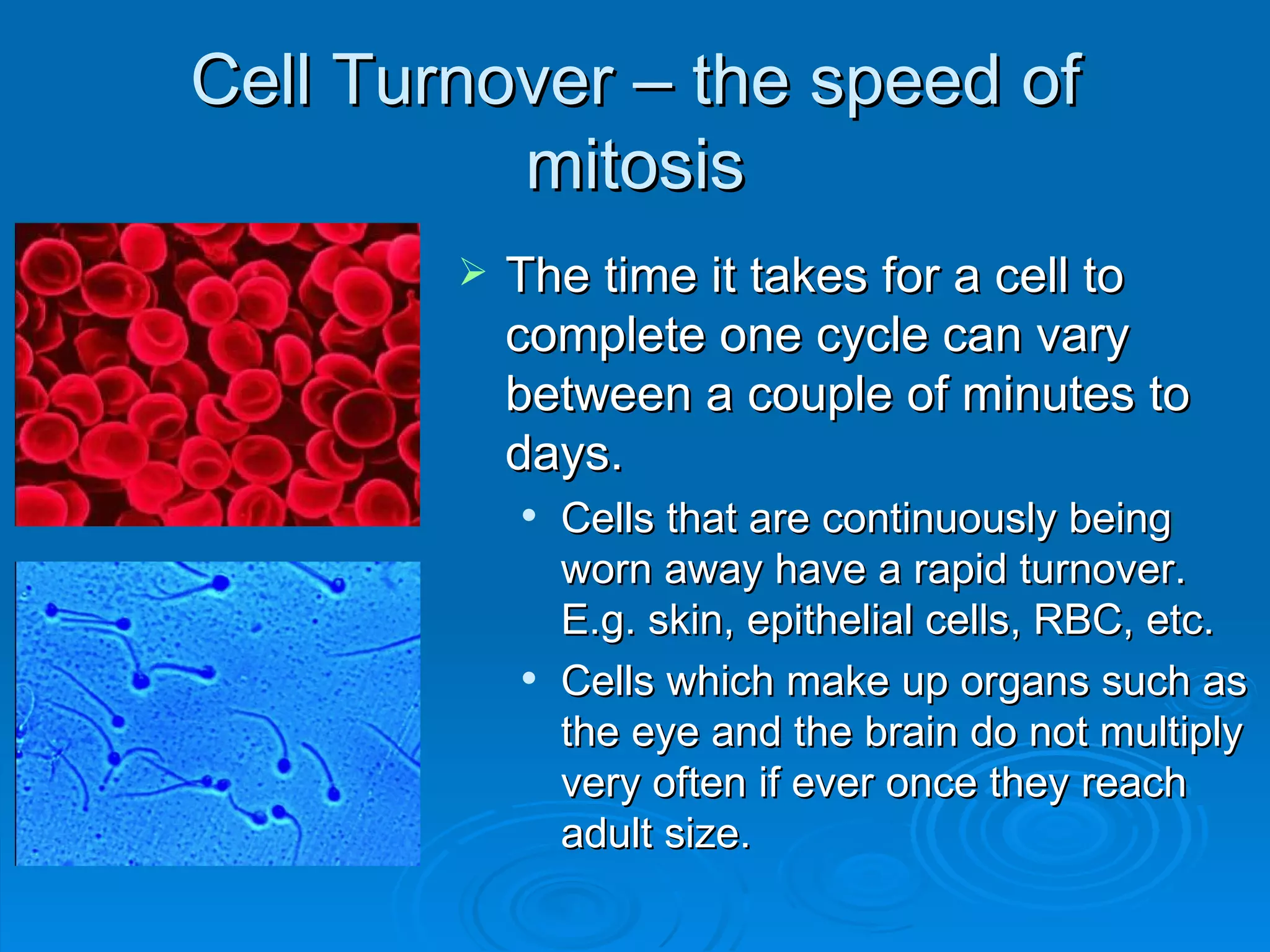 Cell Turnover – the speed of
          mitosis
           The time it takes for a cell to
            complete one cycle can vary
            between a couple of minutes to
            days.
               Cells that are continuously being
                worn away have a rapid turnover.
                E.g. skin, epithelial cells, RBC, etc.
               Cells which make up organs such as
                the eye and the brain do not multiply
                very often if ever once they reach
                adult size.
 