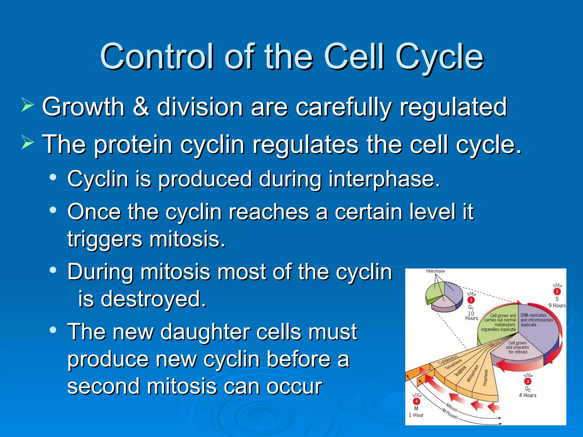 Control of the Cell Cycle
 Growth & division are carefully regulated
 The protein cyclin regulates the cell cycle.
     Cyclin is produced during interphase.
     Once the cyclin reaches a certain level it
      triggers mitosis.
     During mitosis most of the cyclin
        is destroyed.
     The new daughter cells must
      produce new cyclin before a
      second mitosis can occur
 