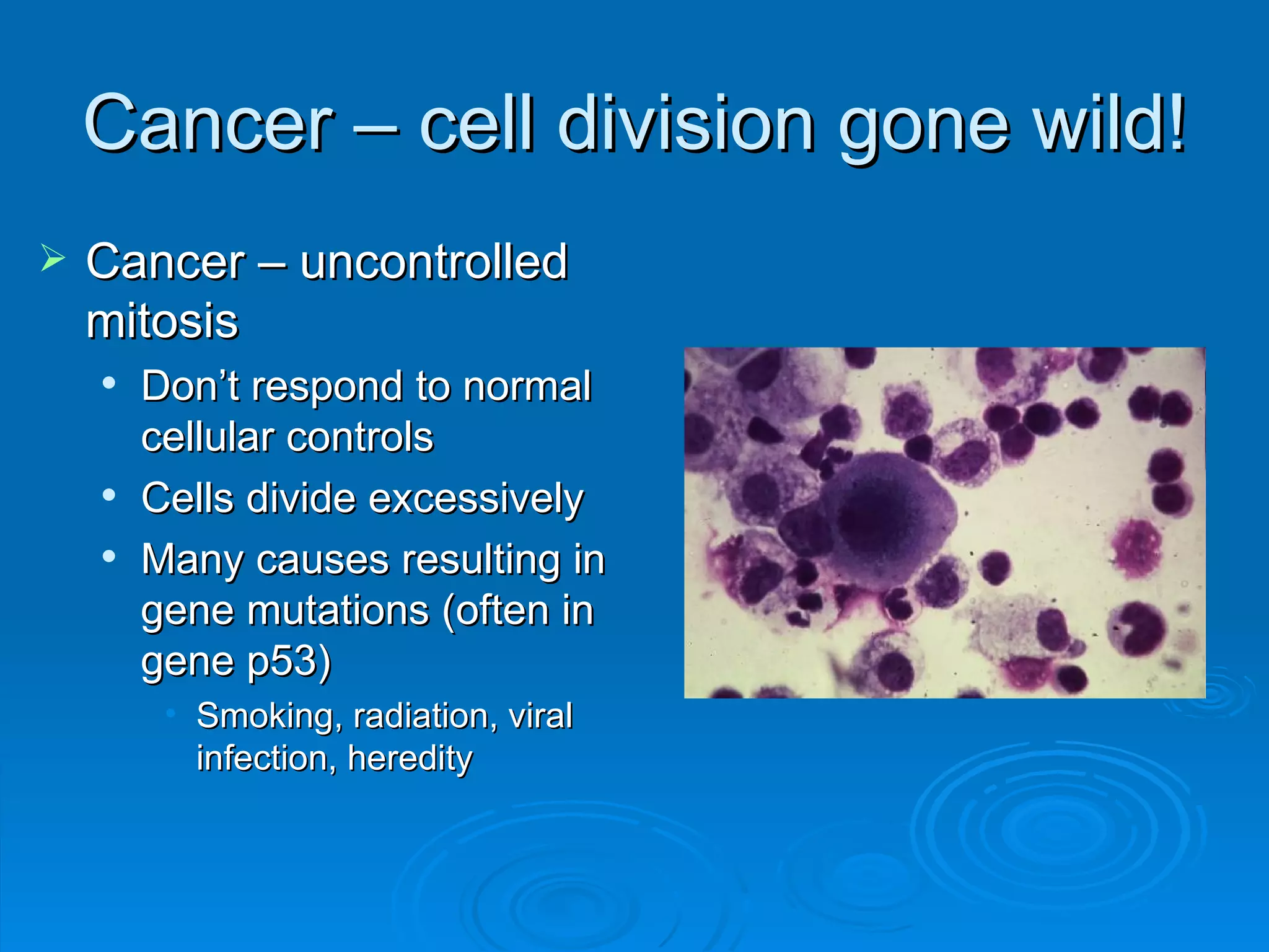 Cancer – cell division gone wild!
   Cancer – uncontrolled
    mitosis
       Don’t respond to normal
        cellular controls
       Cells divide excessively
       Many causes resulting in
        gene mutations (often in
        gene p53)
         • Smoking, radiation, viral
           infection, heredity
 