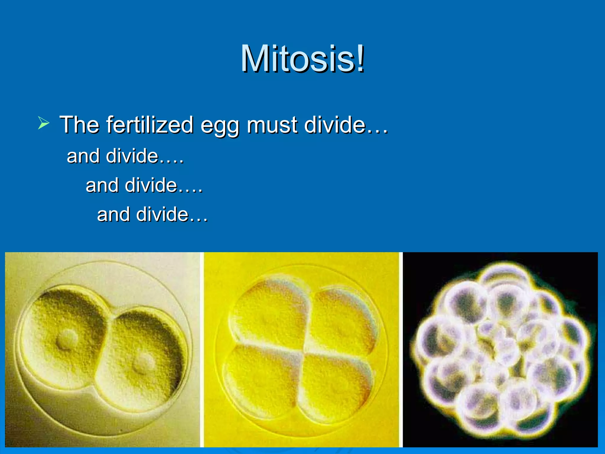 Mitosis!
   The fertilized egg must divide…
    and divide….
      and divide….
       and divide…
 