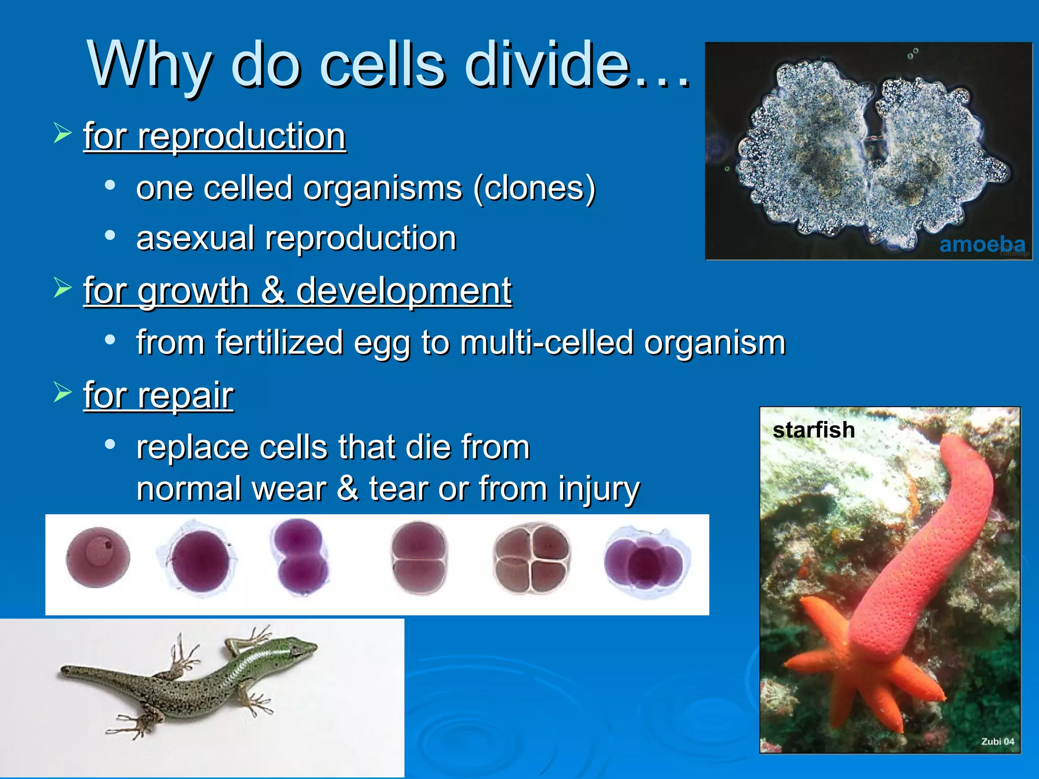 Why do cells divide…
 for reproduction
      one celled organisms (clones)
      asexual reproduction                                 amoeba

 for growth & development
      from fertilized egg to multi-celled organism
 for repair
                                                 starfish
      replace cells that die from
       normal wear & tear or from injury
 