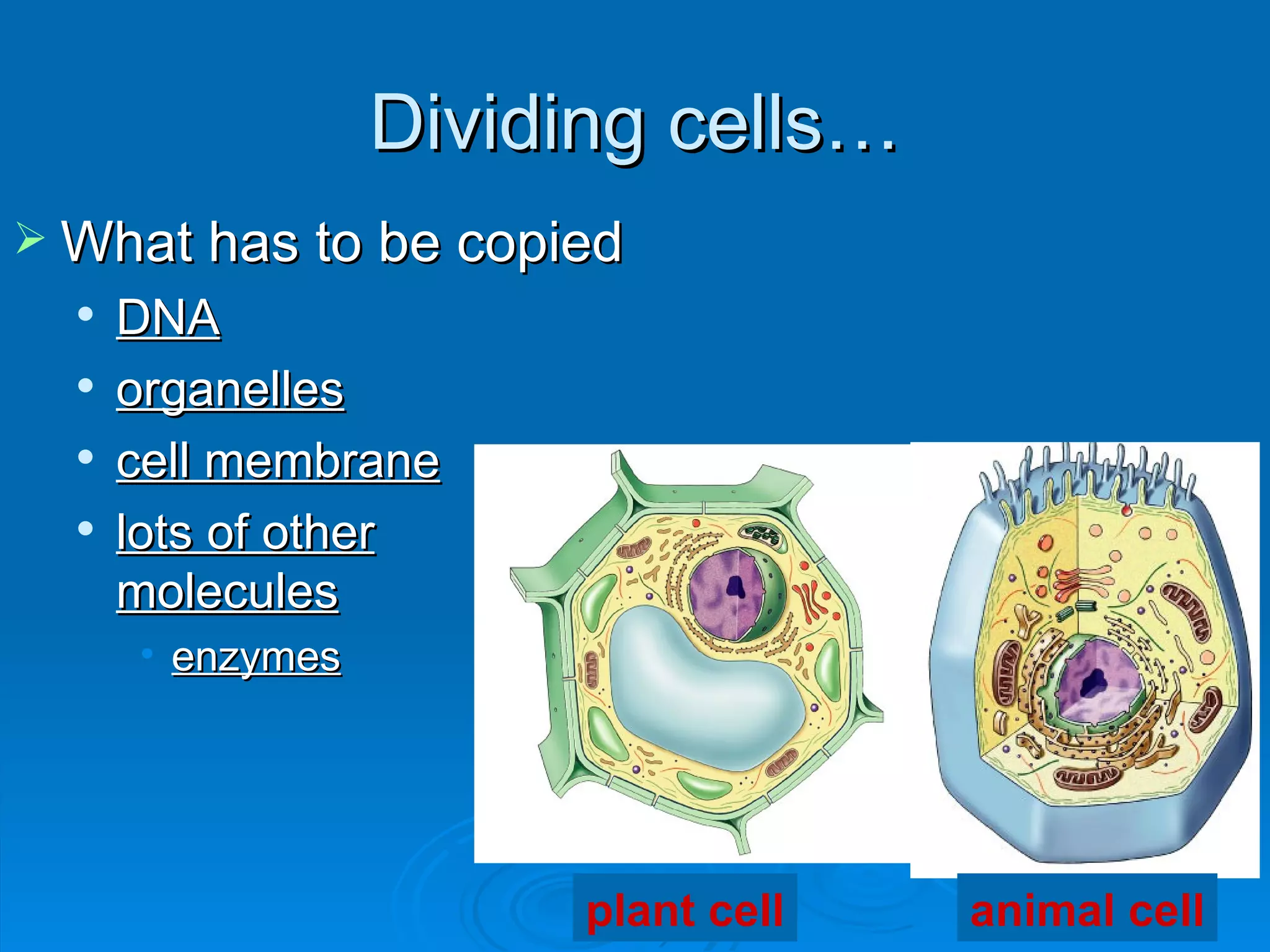 Dividing cells…
 What has to be copied
     DNA
     organelles
     cell membrane
     lots of other
      molecules
      • enzymes




                        plant cell   animal cell
 