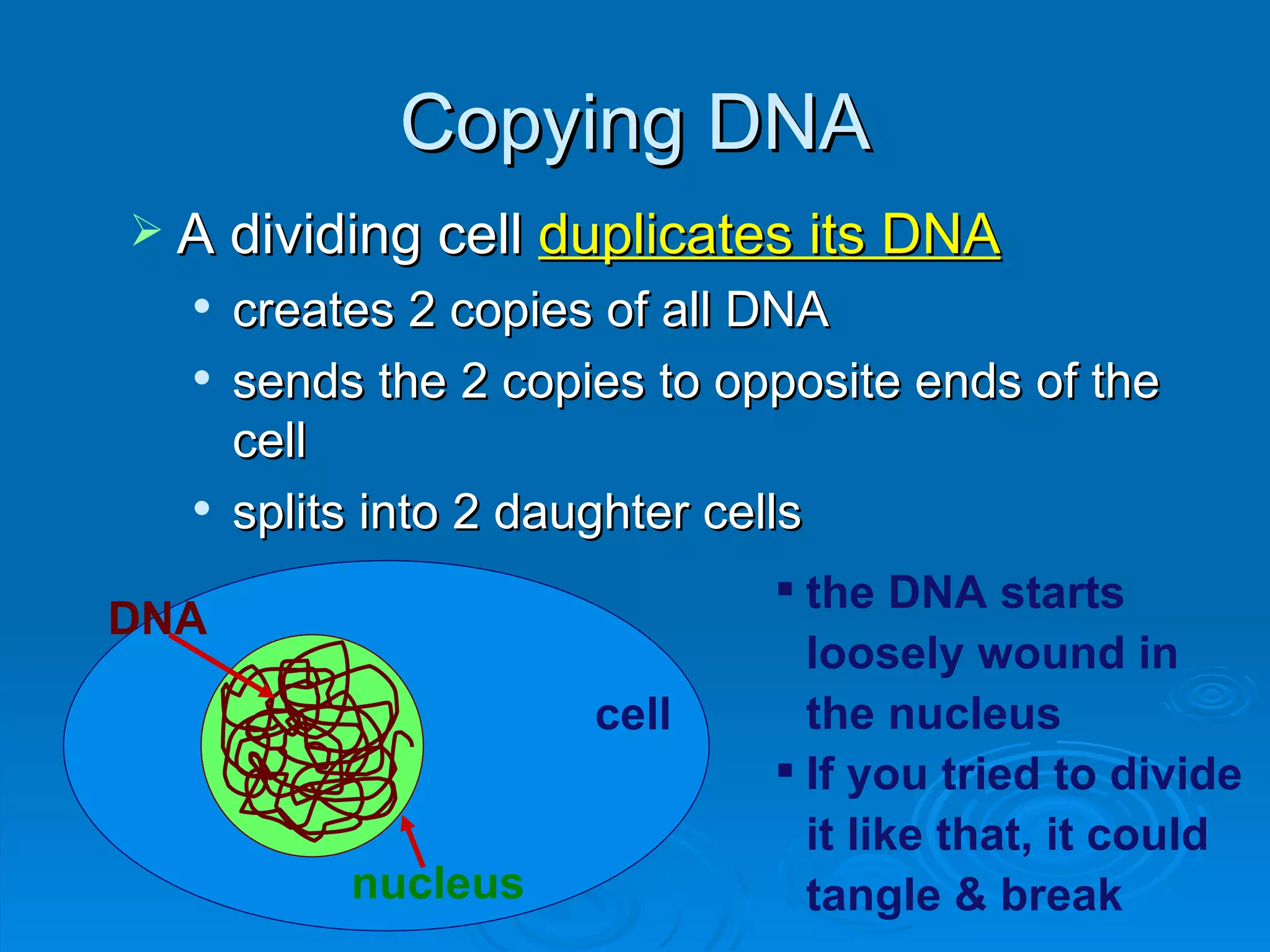 Copying DNA
 A dividing cell duplicates its DNA
     creates 2 copies of all DNA
     sends the 2 copies to opposite ends of the
      cell
     splits into 2 daughter cells
                               the DNA starts
DNA
                                loosely wound in
                      cell      the nucleus
                               If you tried to divide
                                it like that, it could
           nucleus              tangle & break
 