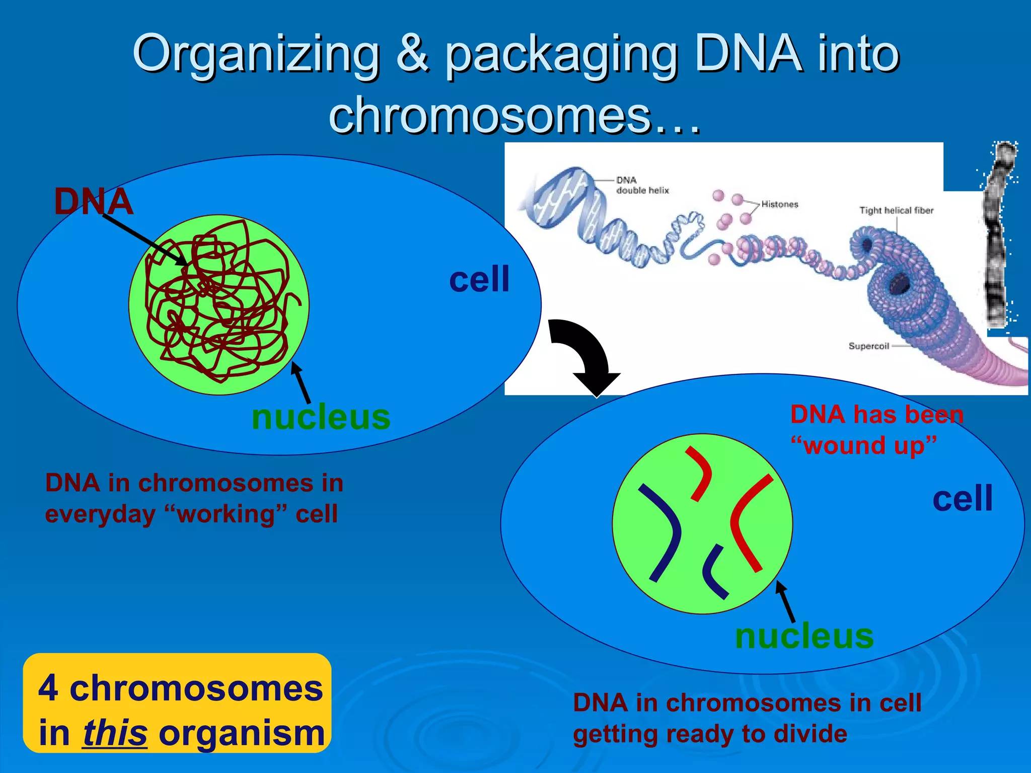 Organizing & packaging DNA into
              chromosomes…
DNA

                          cell


               nucleus                           DNA has been
                                                 “wound up”
DNA in chromosomes in
everyday “working” cell                                       cell


                                             nucleus
4 chromosomes                    DNA in chromosomes in cell
in this organism                 getting ready to divide
 