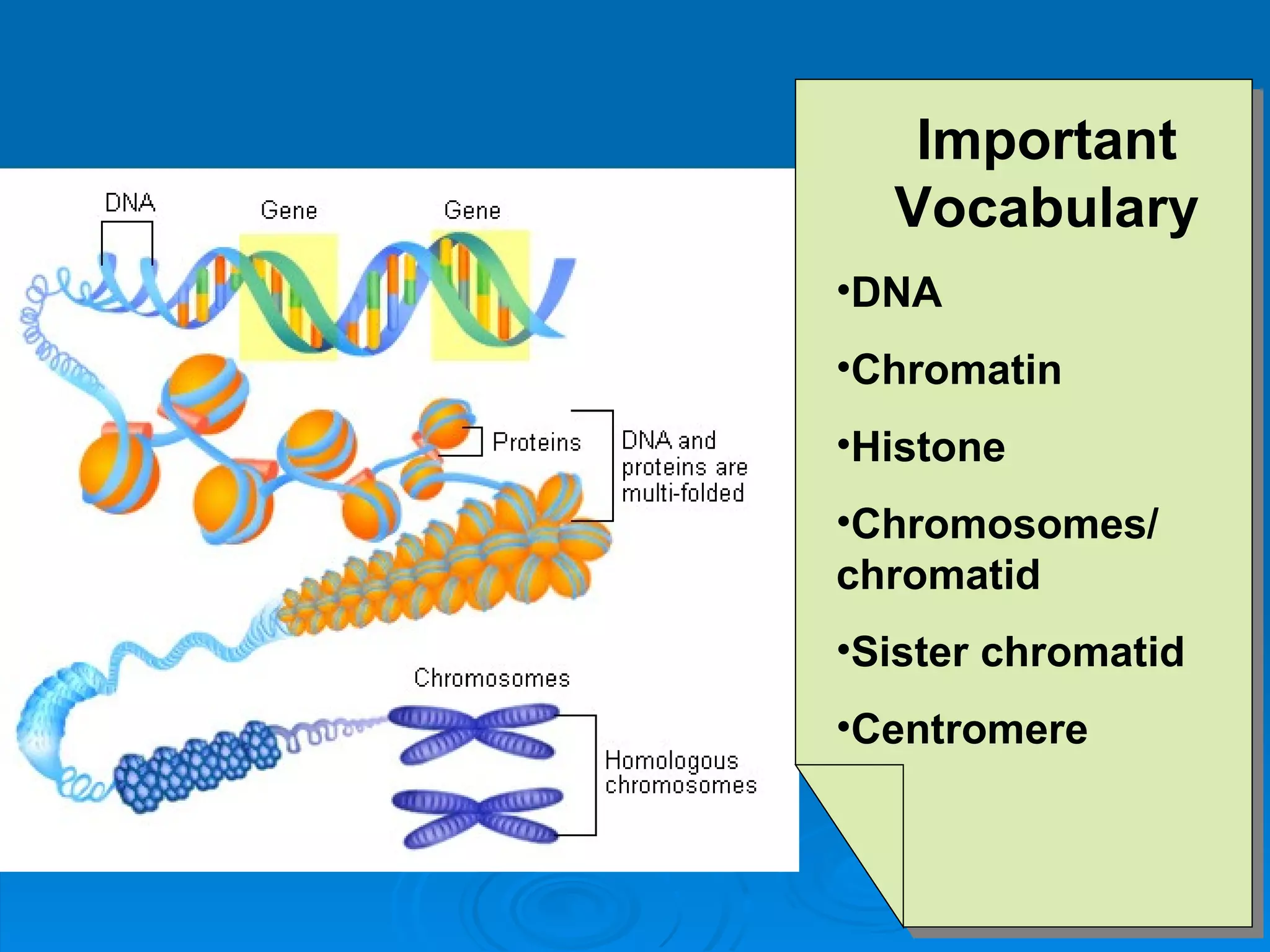 Important
  Vocabulary
•DNA
•Chromatin
•Histone
•Chromosomes/
chromatid
•Sister chromatid
•Centromere
 