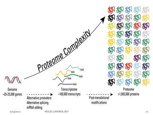 post translational modifications post translational modification