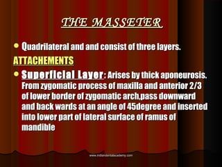 THE MASSETERTHE MASSETER
QQuadrilateral and and consist of three layers.uadrilateral and and consist of three layers.
ATT...