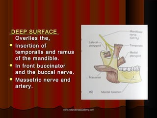 DEEP SURFACEDEEP SURFACE
Overlies the,Overlies the,
 Insertion ofInsertion of
temporalis and ramustemporalis and ramus
of...