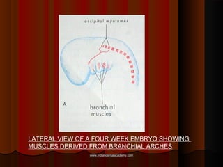 LATERAL VIEW OF A FOUR WEEK EMBRYO SHOWING
MUSCLES DERIVED FROM BRANCHIAL ARCHES
www.indiandentalacademy.comwww.indiandent...