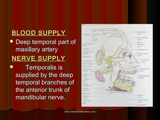 BLOOD SUPPLYBLOOD SUPPLY
 Deep temporal part ofDeep temporal part of
maxillary arterymaxillary artery
NERVE SUPPLYNERVE S...